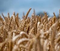 中兴努比亚Z9 Max和Z9 Mini现已正式上?